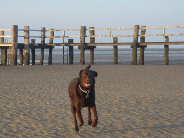 Auf Föhr sind alle glücklich!